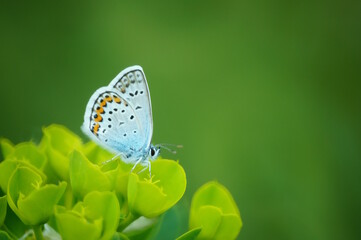 A beautiful pigeon butterfly on a green background.