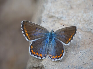 A beautiful pigeon butterfly sits on a stone. Brown.
