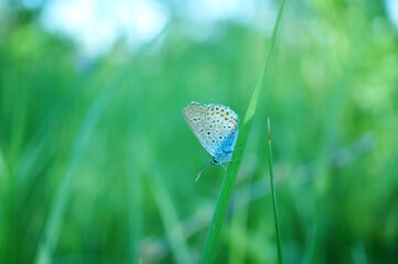 A small pigeon butterfly on a background of green grass.