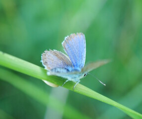 A small pigeon butterfly on a background of green grass.
