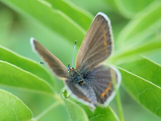 A beautiful little butterfly on a green background. The pigeon is brown. Beauty is in nature.