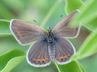 A beautiful little butterfly on a green background. The pigeon is brown. Beauty is in nature.