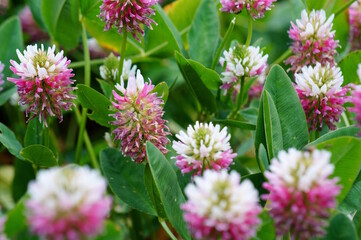 A flowering clover with green leaves.