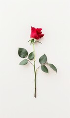A single red rose against a white background, concept of romance, purity, and elegance.