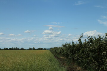 Naklejka premium A field of grass and trees