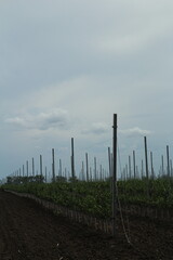 Obraz premium A line of electric poles
