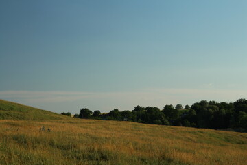 A field with trees and blue sky