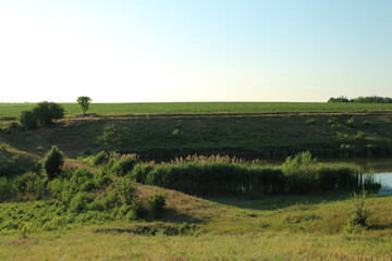 Fototapeta premium A grassy field with trees and a body of water in the distance
