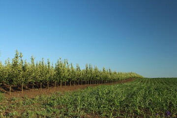 Obraz premium A field of green grass