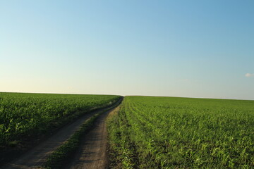A dirt road through a field