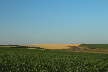 A field of crops