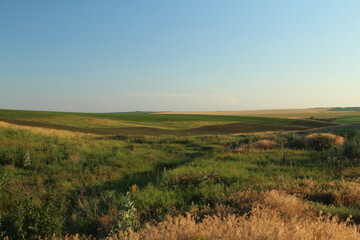 A grassy field with trees and blue sky