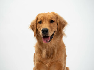 The studio portrait of the puppy dog Golden Retriever with a smile sitting on the white background