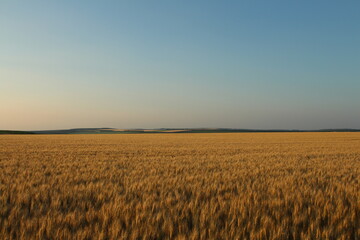 A field of wheat