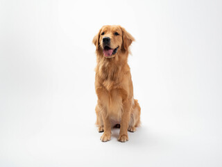 The studio portrait of the puppy dog Golden Retriever with a smile sitting on the white background