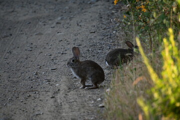 rabbit in the grass