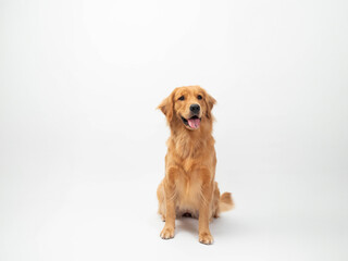 The studio portrait of the puppy dog Golden Retriever with a smile sitting on the white background