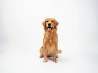 The studio portrait of the puppy dog Golden Retriever with a smile sitting on the white background