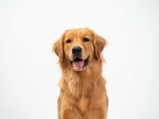 The studio portrait of the puppy dog Golden Retriever with a smile sitting on the white background