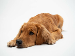 The studio portrait of the puppy dog Golden Retriever lying down on the white background