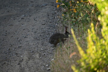 hare