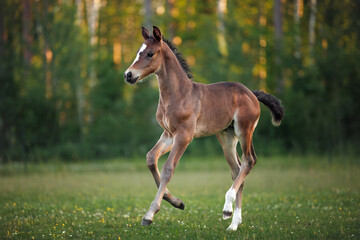 beautiful foal running on a summer field