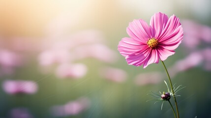 pink cosmos flower