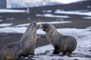 Antarctic fur seal on Deception Island