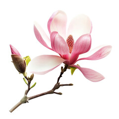 Obraz premium Magnolia flower isolated on white or transparent background