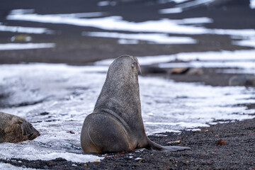 Antarctic fur seal on Deception Island