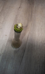 Quail egg on display