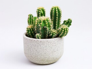 A small cactus in a clay pot on a white background.