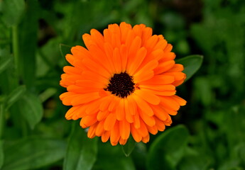 Calendula (Marigold flower) with leaf on green natural summer background. Calendula medicinal plant petals & leaves. Calendula officinalis flower in garden plantation. Herbal marigold background