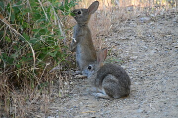 hare