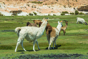 Fototapeta premium View of some llamas in a valley close to the Laguna Negra (Black Lagoon) also known as Laguna Escondida (Hidden Lagoon) - Bolivia