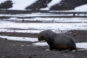 Fototapeta premium Antarctic fur seal on Deception Island