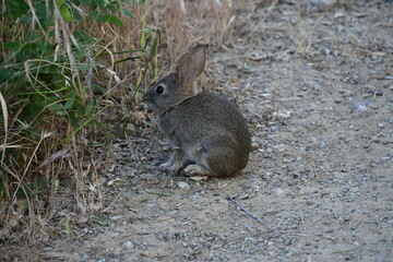 rabbit in the grass
