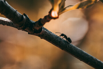 ants on a branch