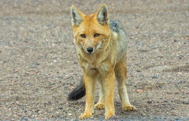Closer view of a fox at Eduardo Avaroa Andean Fauna National Reserve - Bolivia