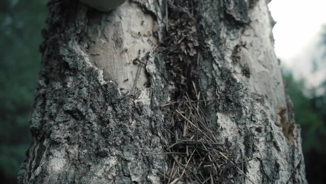 A nest of huge ants in an old tree. insects. cinematic view