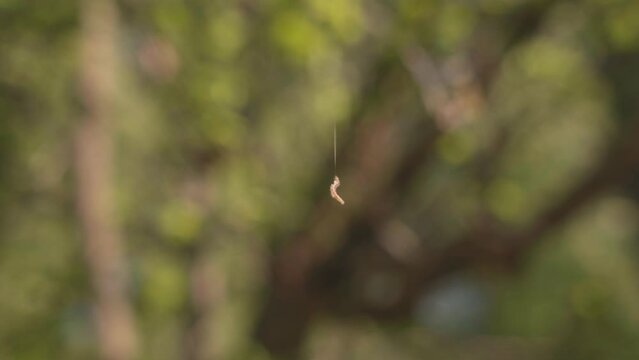 the caterpillar climbs up the tree by a thread. blurred background