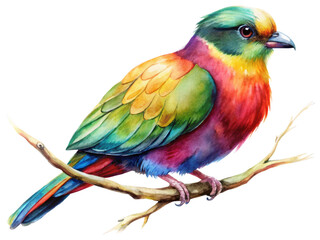 Obraz premium Colorful bird on branch watercolor illustration, showcasing vibrant feathers in various hues, isolated on transparent background, png.