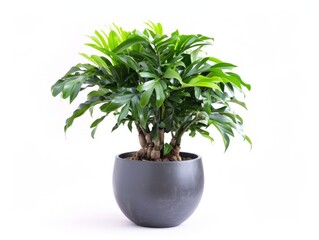 Naklejka premium A vibrant plant in a stylish pot, set against a clean white background.
