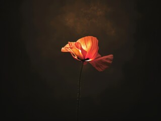 Fototapeta premium Anzac Day tribute, a dark background with a single illuminated poppy, capturing silent solace and hope