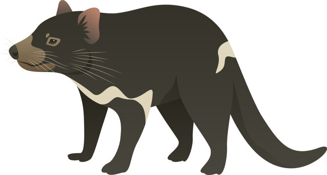 recommend clip art: Color vector illustration of Tasmanian devil side view. Wild carnivorous marsupial animal isolated on white background. Wildlife of Australia, Tasmania.