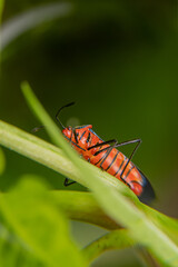 insects found in the garden