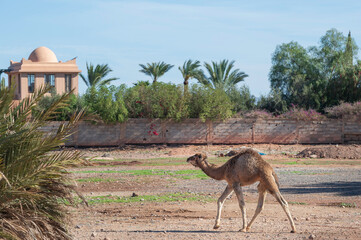 little dromedary, baby camel, in the desert, outside of Marrakesh, Morocco. 