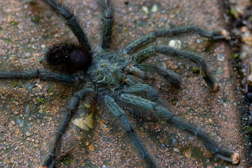 spider on the ground