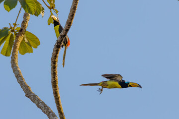 Lettered Aracari in amazon