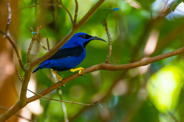 Purple Honeycreeper